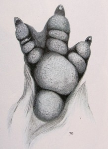 Penguin Foot